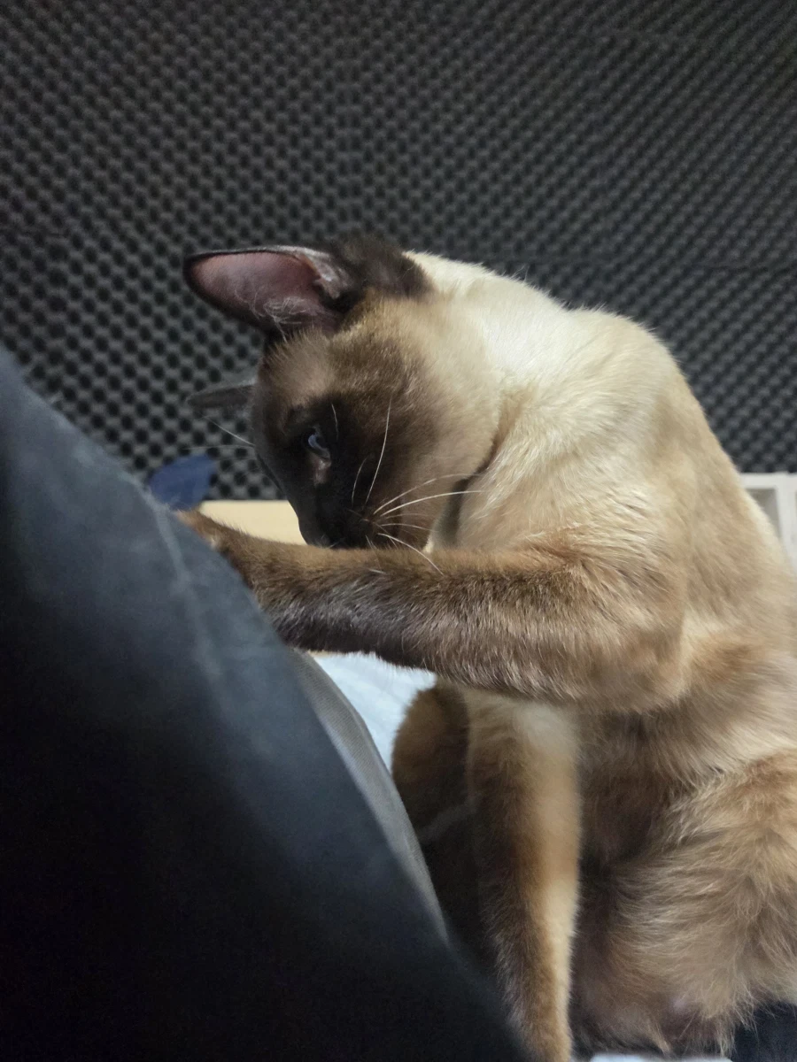 고양이 : 와 집사야 이게 다 지방이냐?_1.webp