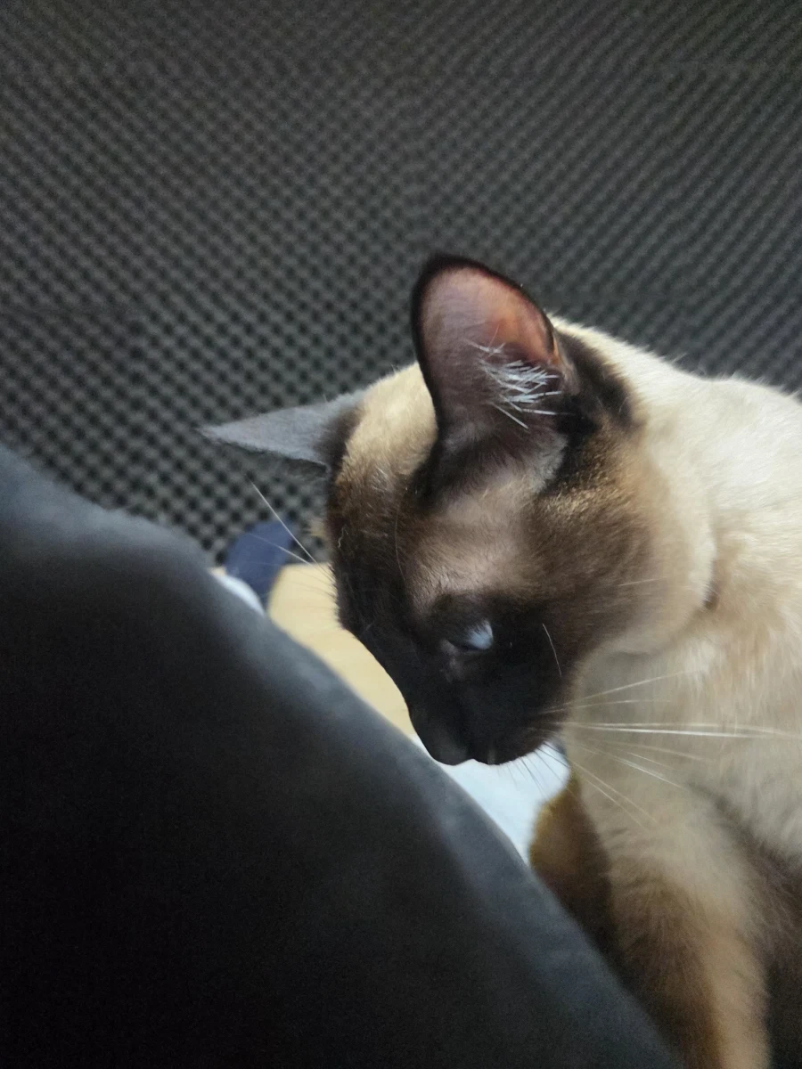고양이 : 와 집사야 이게 다 지방이냐?_2.webp