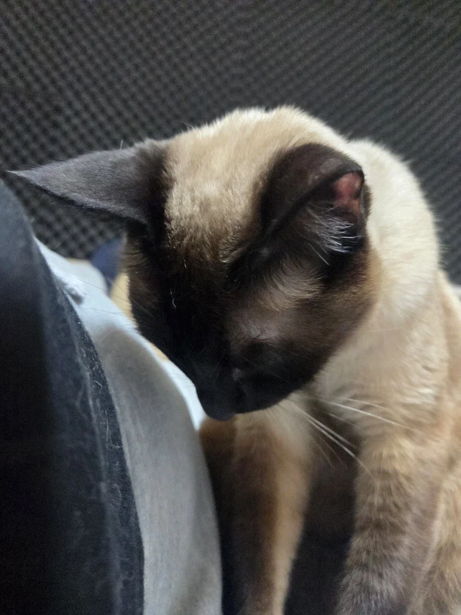 고양이 : 와 집사야 이게 다 지방이냐?_3.webp