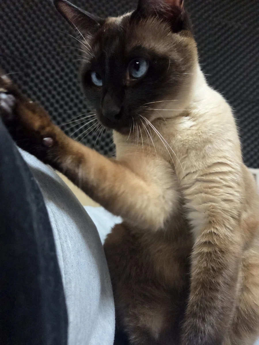 고양이 : 와 집사야 이게 다 지방이냐?_4.webp