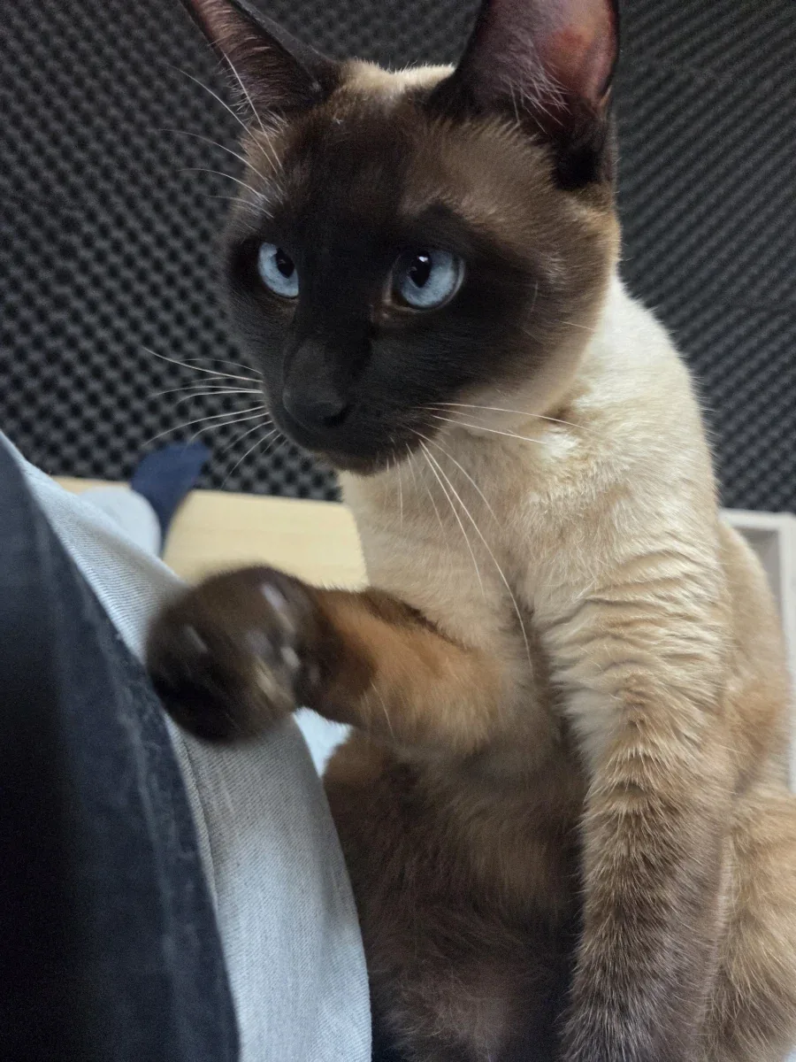 고양이 : 와 집사야 이게 다 지방이냐?_5.webp