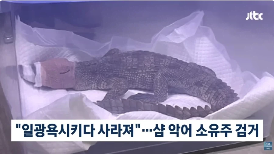 하수구 에서 발견된 악어 주인 검거_1.webp