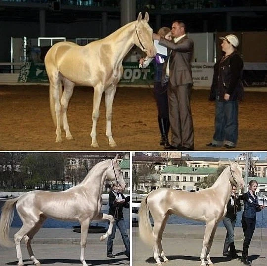 금마가 금마?_1.webp