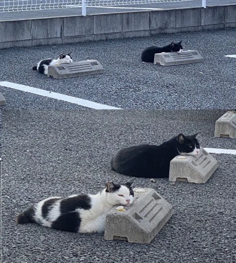길냥이 주차장_1.webp