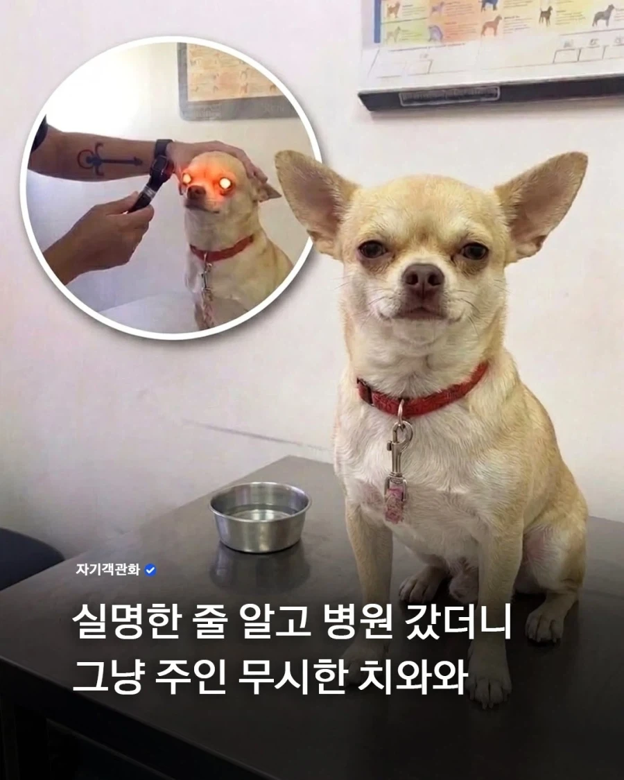 우리강아지의 ㄴ... 눈이!_2.webp