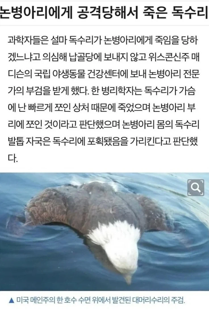 병아리한테 죽은 독수리_1.webp