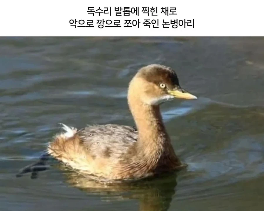 병아리한테 죽은 독수리_2.webp