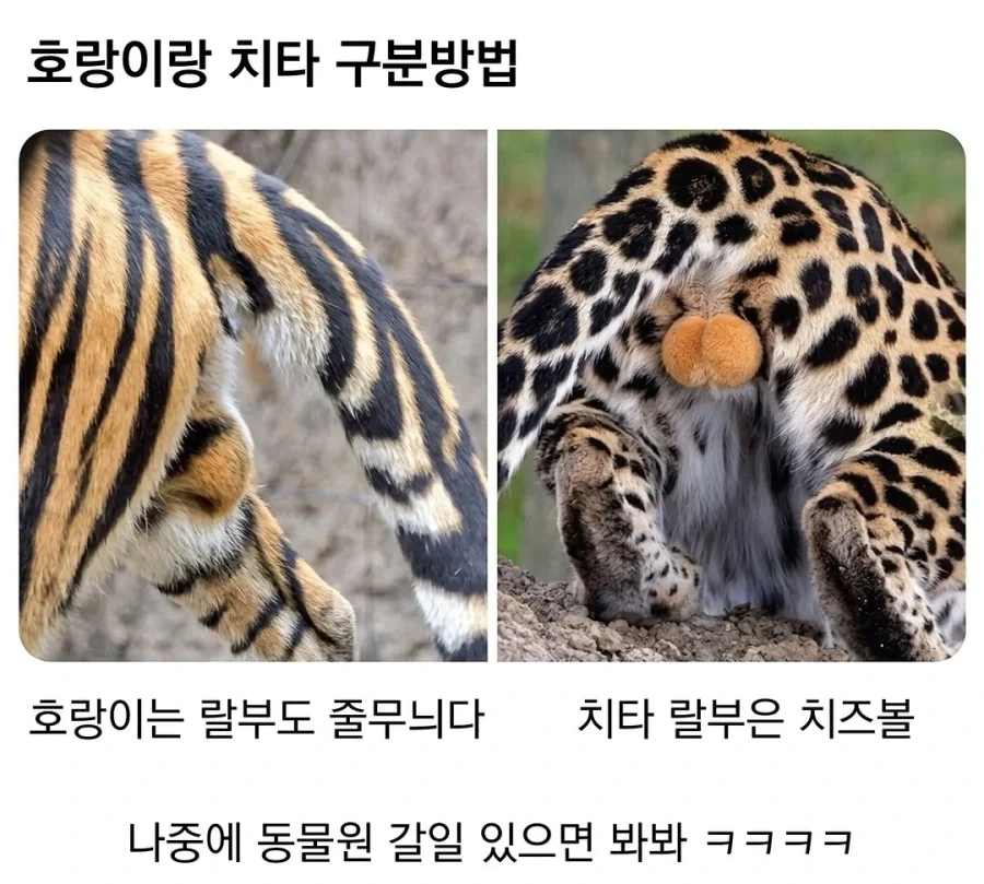 호랑이 치타 구분 방법_1.webp