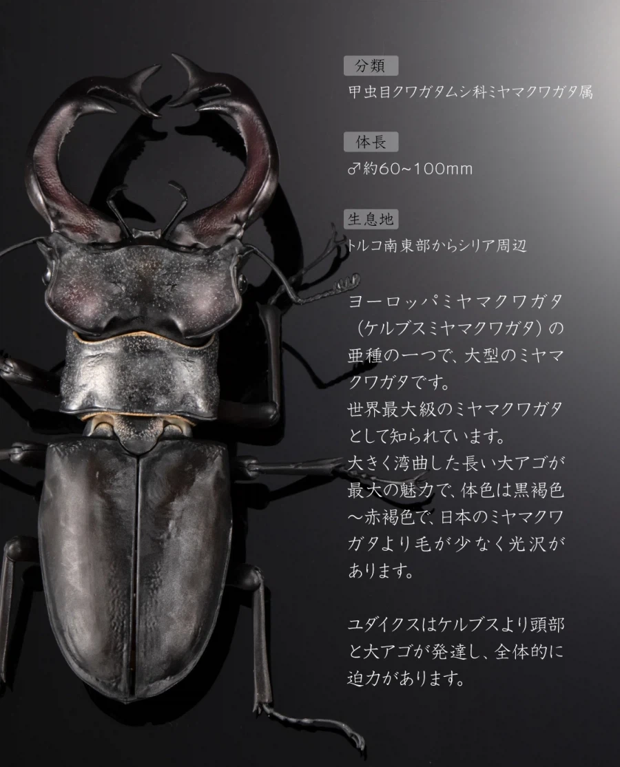 [반다이가샤폰] 생물대도감 어드밴스 쿠와가타(사슴벌레) 03_14.webp