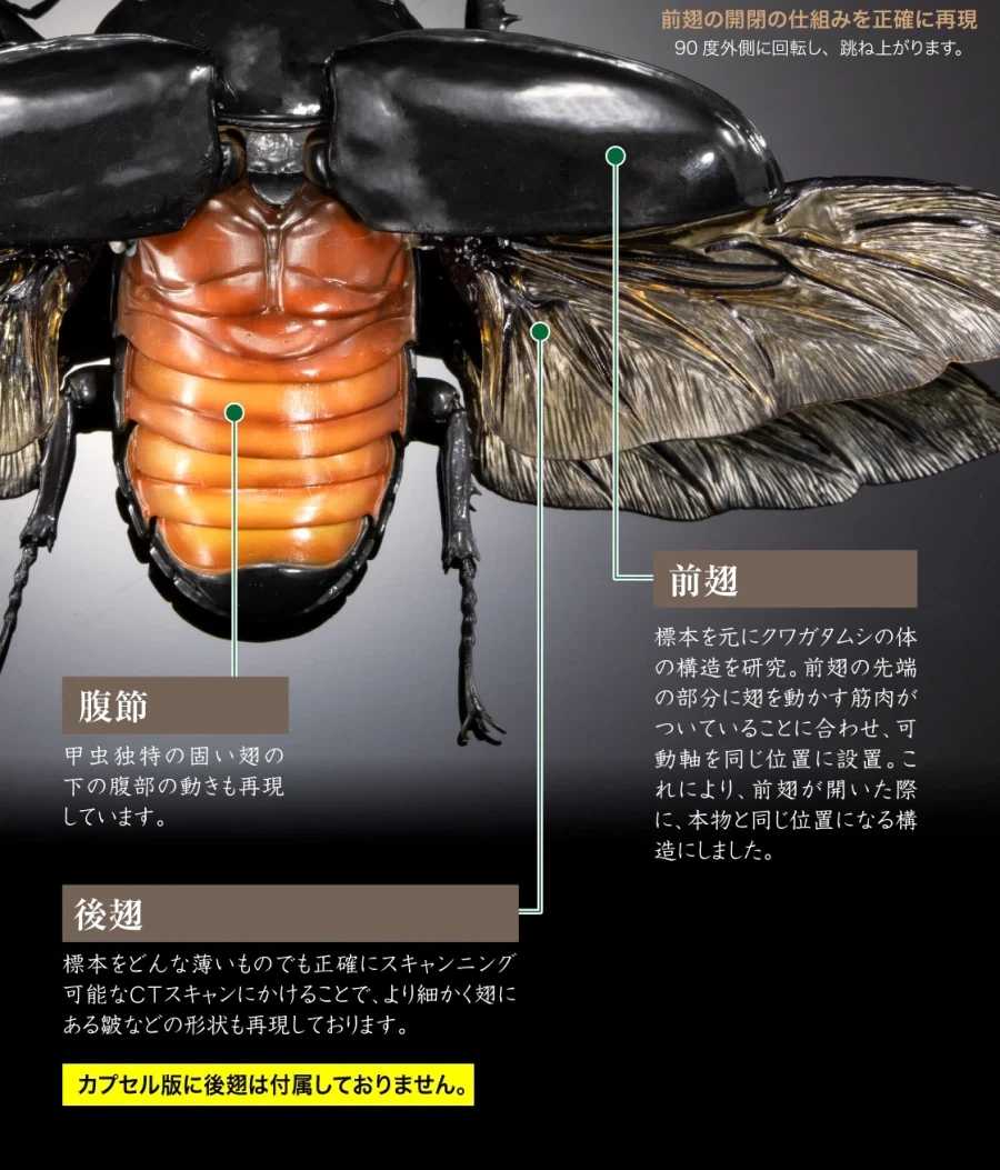[반다이가샤폰] 생물대도감 어드밴스 쿠와가타(사슴벌레) 03_27.webp