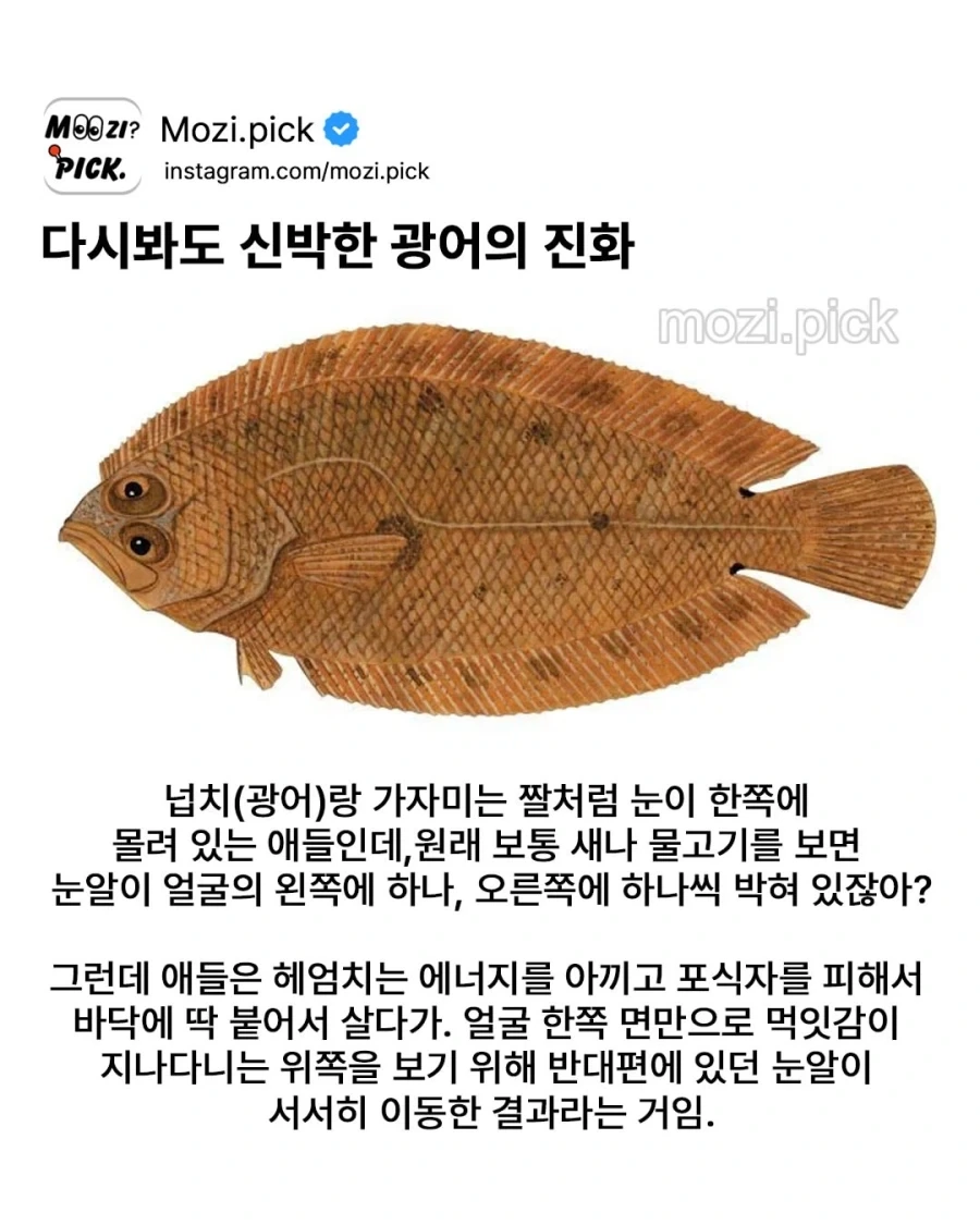 다시봐도 신박신박신박한 광어의 진화.jpg_1.webp