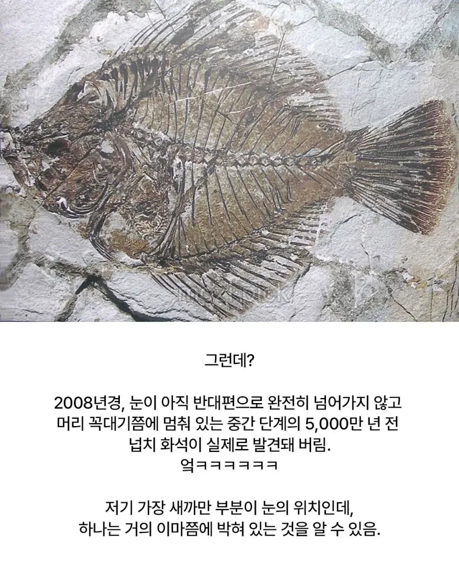 다시봐도 신박신박신박한 광어의 진화.jpg_3.webp
