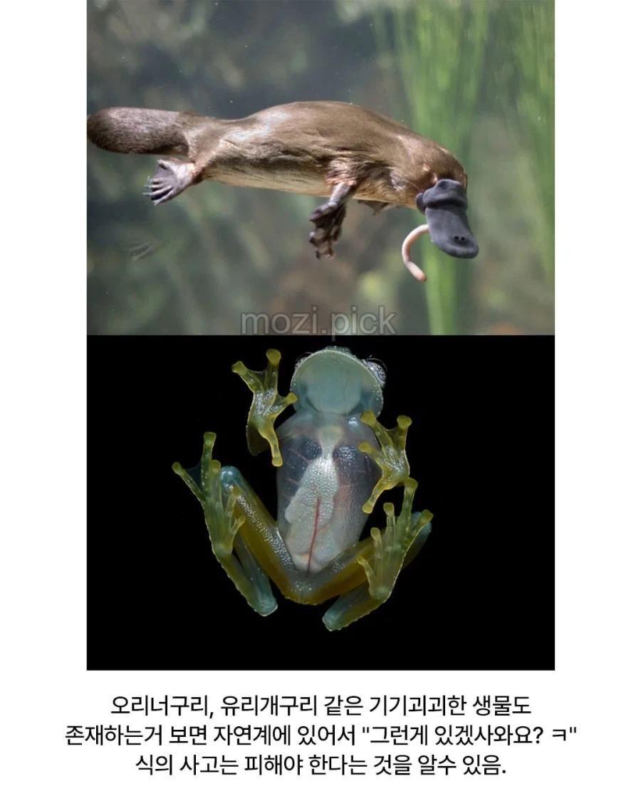 다시봐도 신박신박신박한 광어의 진화.jpg_5.webp