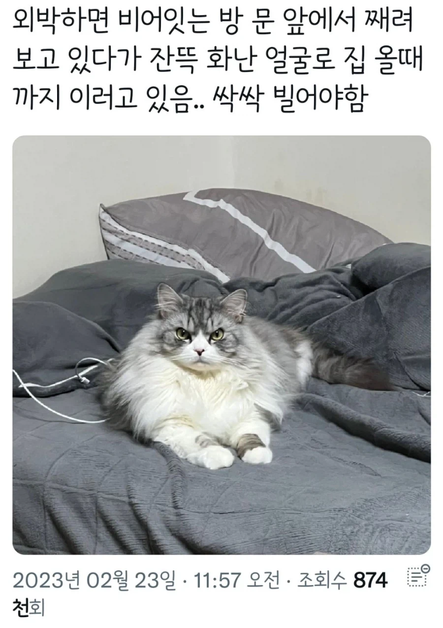 집사가 외박하고 와서 화가 난 고양이.jpg_1.webp