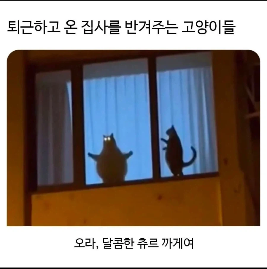 퇴근하고 온 집사를 반겨주는 고양이들.jpg_1.webp