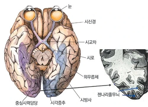 눈 관련 의외의 사실_2.webp