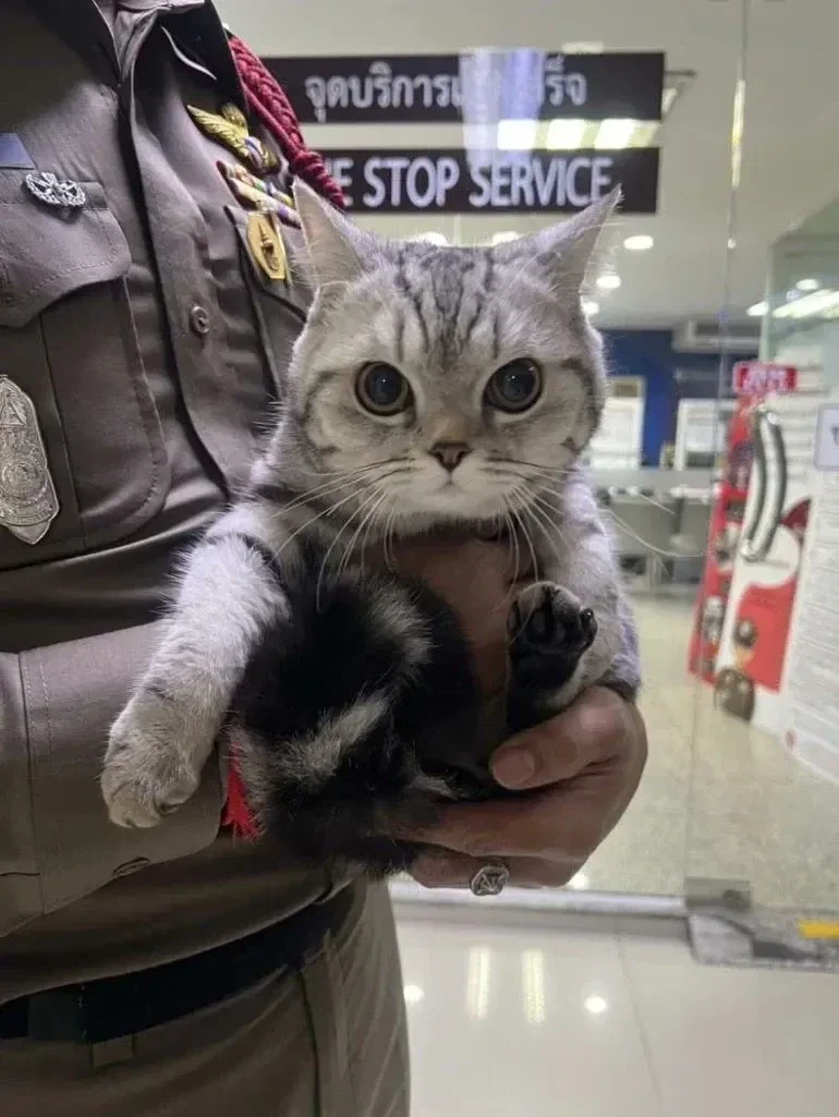 경찰공격해서 체포된 고양이.jpg_1.webp