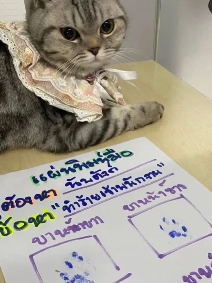 경찰공격해서 체포된 고양이.jpg_3.webp