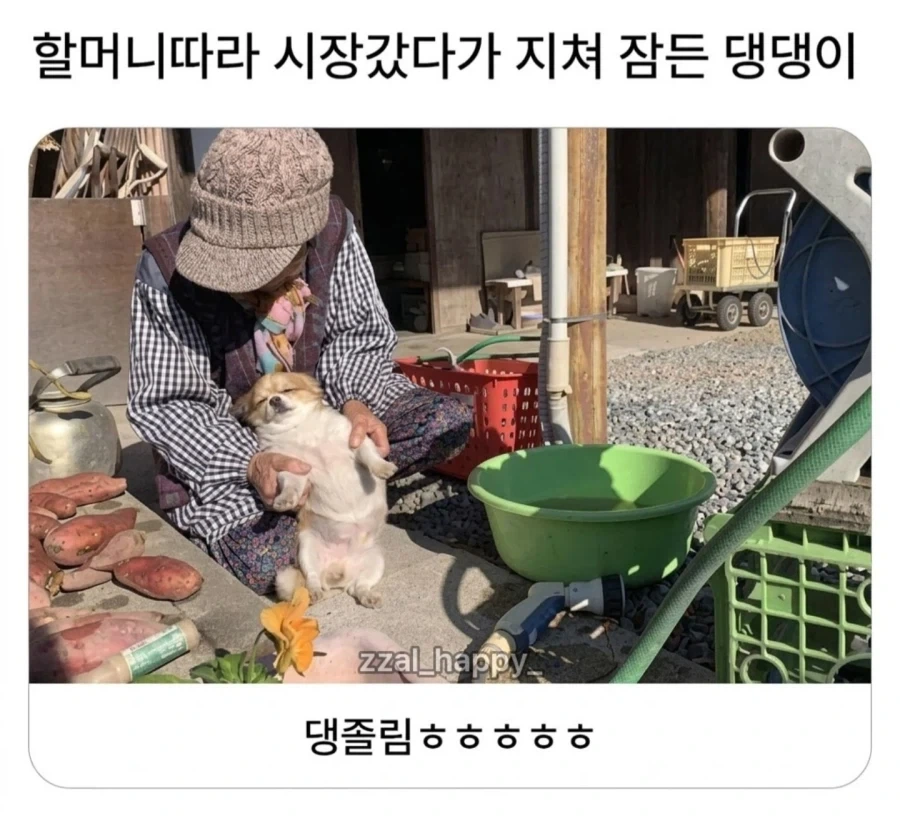 할머니따라 시장갔다가 지쳐 잠든 강아지_1.webp