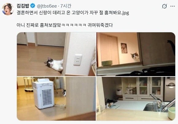 감시하는 냥이_1.webp
