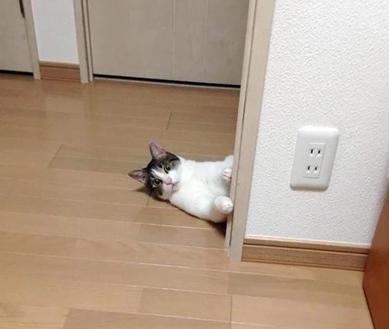 감시하는 냥이_2.webp
