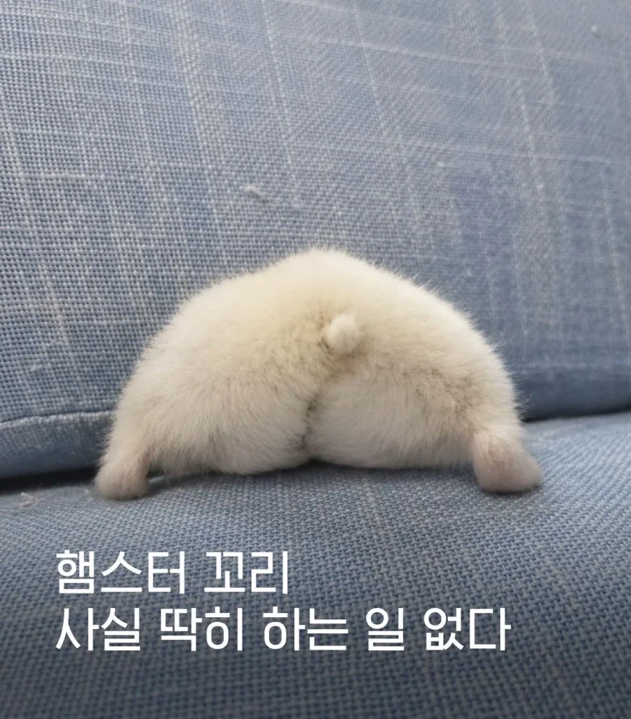 햄스터 꼬리에 관한 놀라운 사실_1.webp
