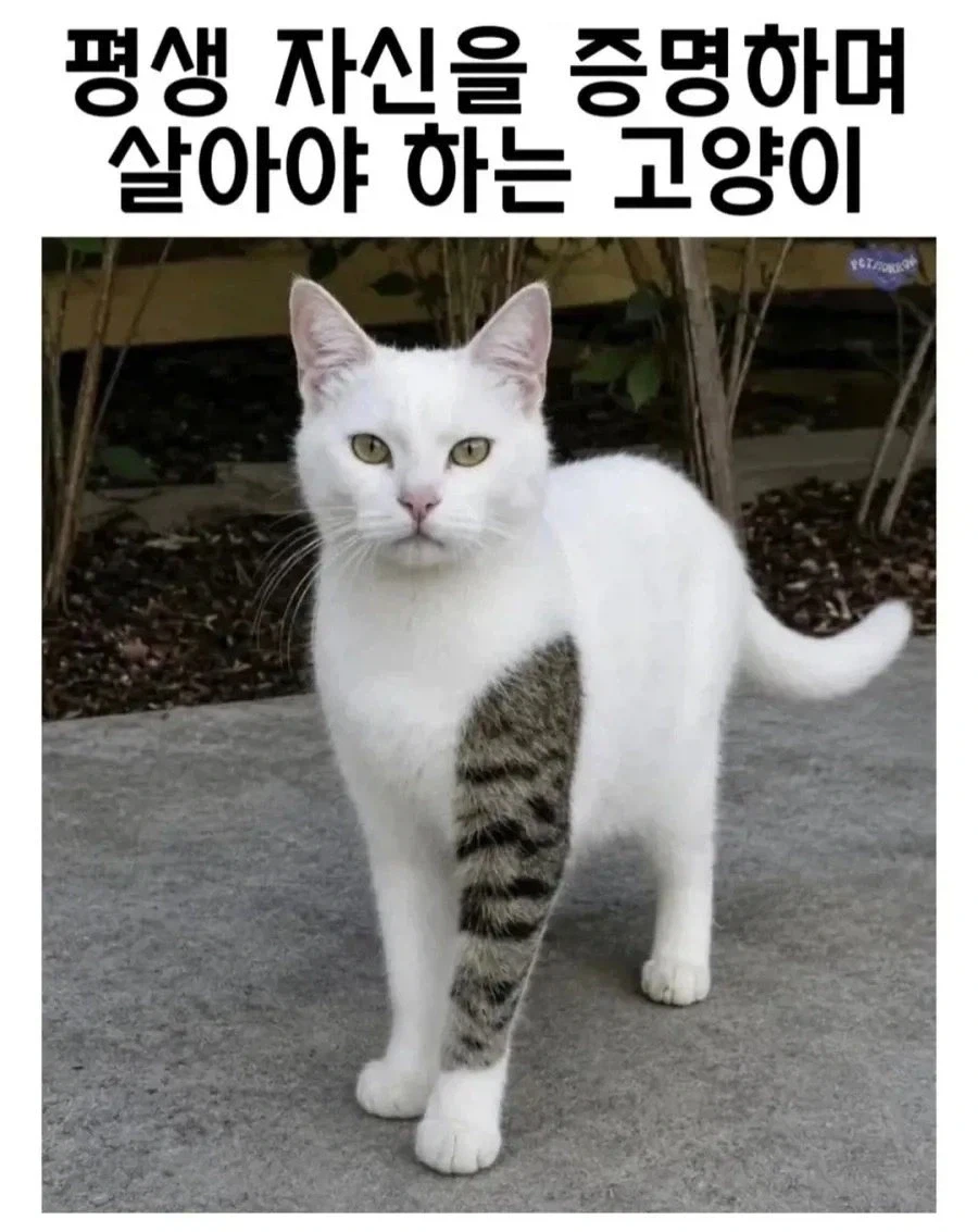 평생 자신을 증명하며 살아야 하는 고양이_1.webp