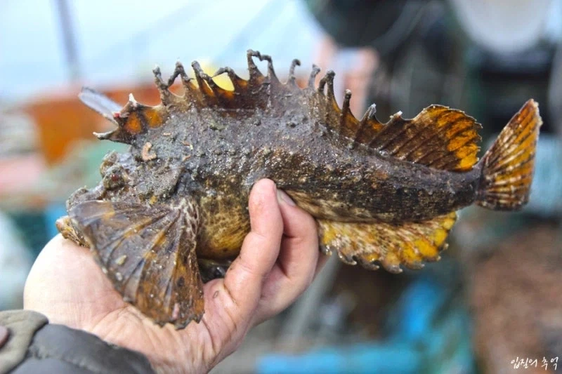 지금이 제철인 못생겼는데 맛 좋은 생선_2.webp
