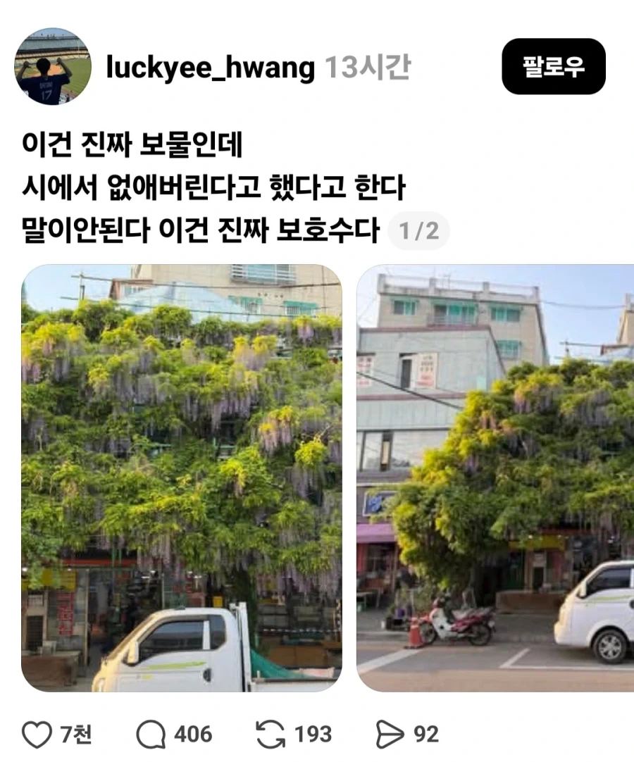 베어내야 한다 vs 보존해야 한다_1.webp