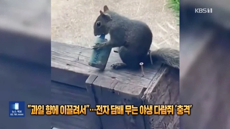 의외로 길빵하는 생물.jpg_2.webp