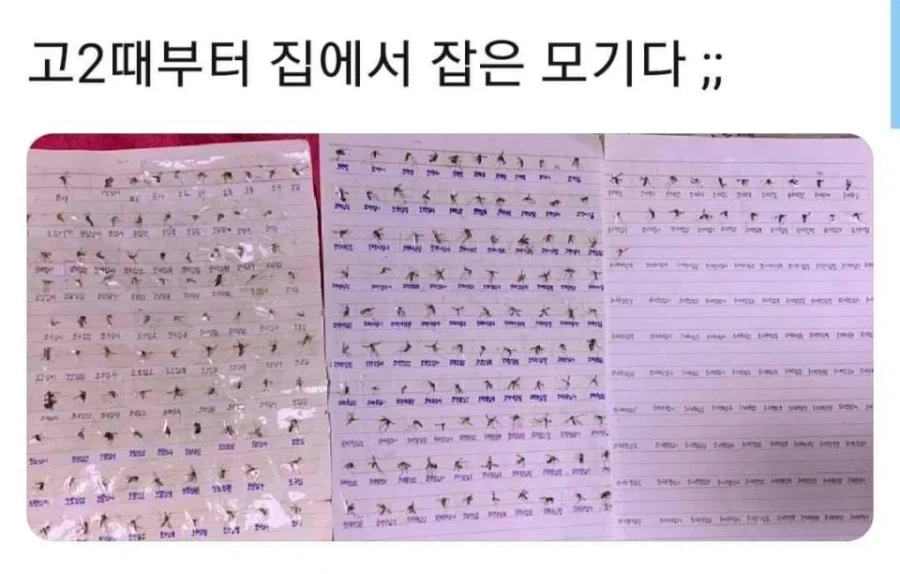 고2때부터 잡은 모기_1.webp