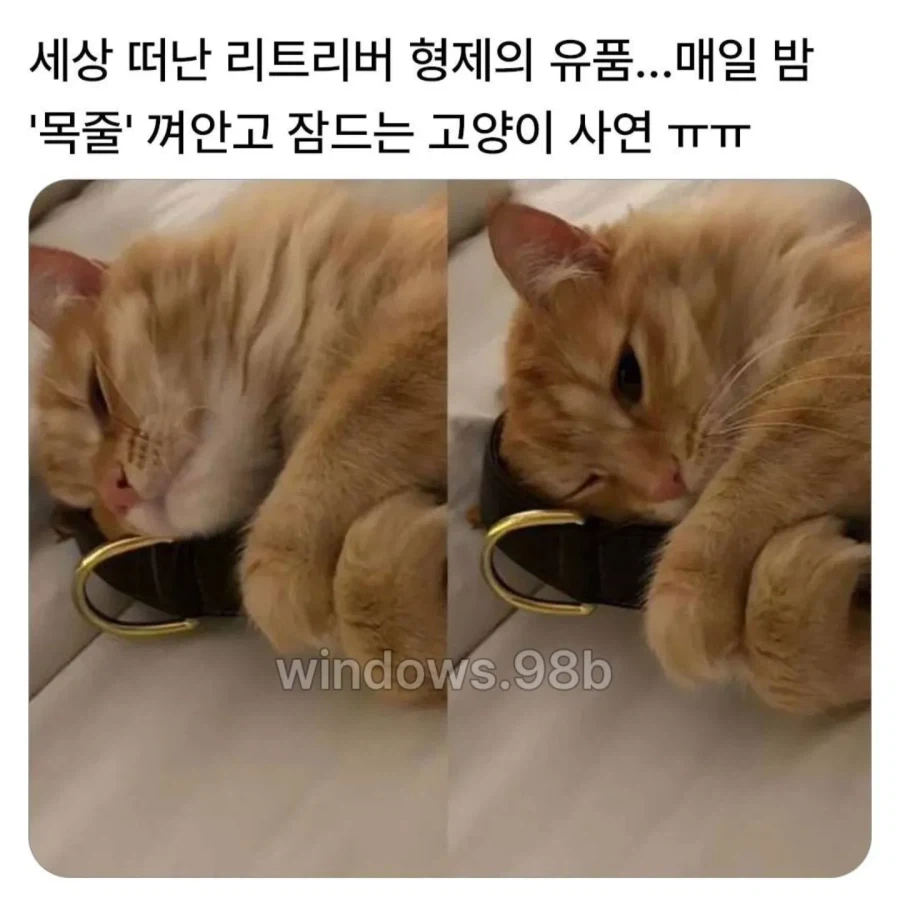매일 밤 목줄 껴안고 잠드는 고양이._1.webp