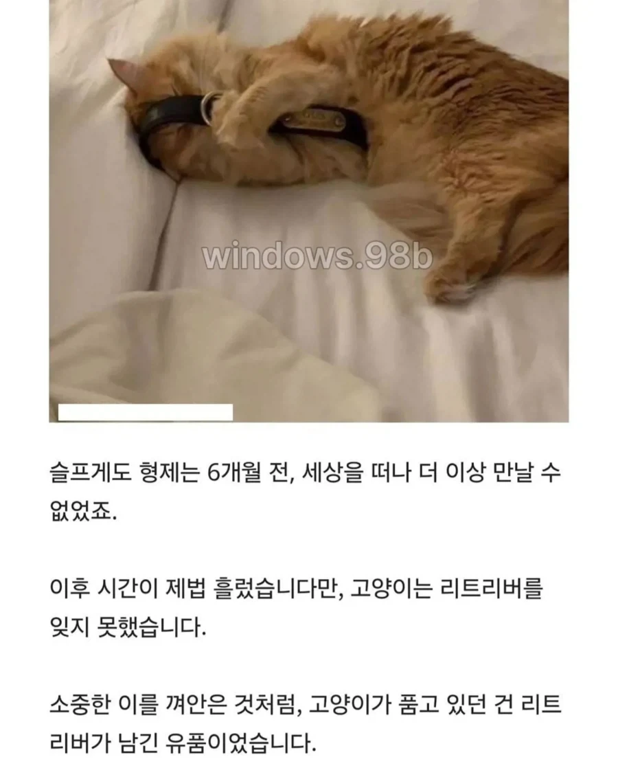 매일 밤 목줄 껴안고 잠드는 고양이._2.webp