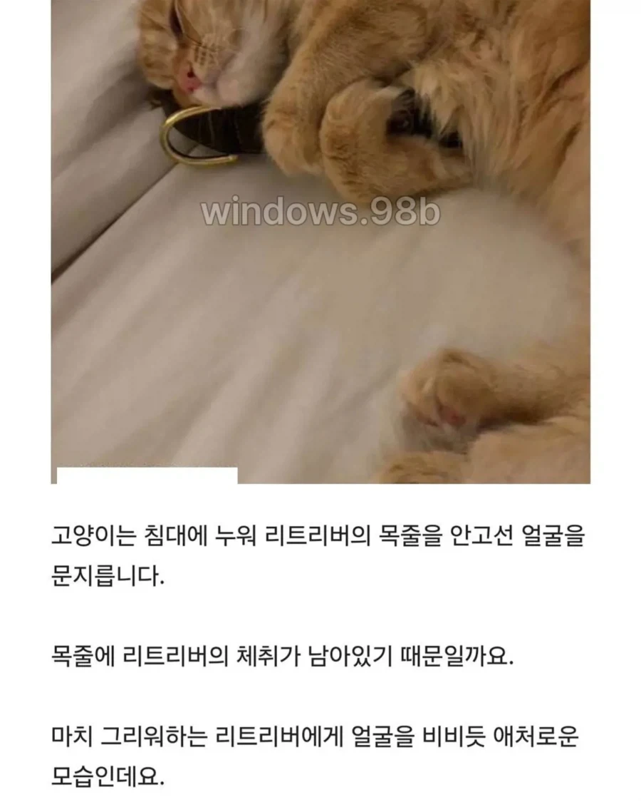 매일 밤 목줄 껴안고 잠드는 고양이._4.webp