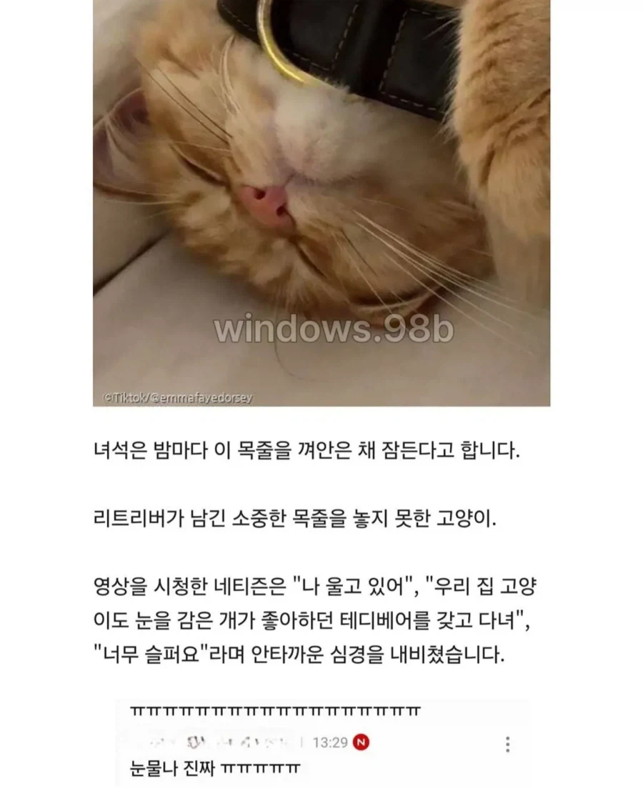 매일 밤 목줄 껴안고 잠드는 고양이._5.webp