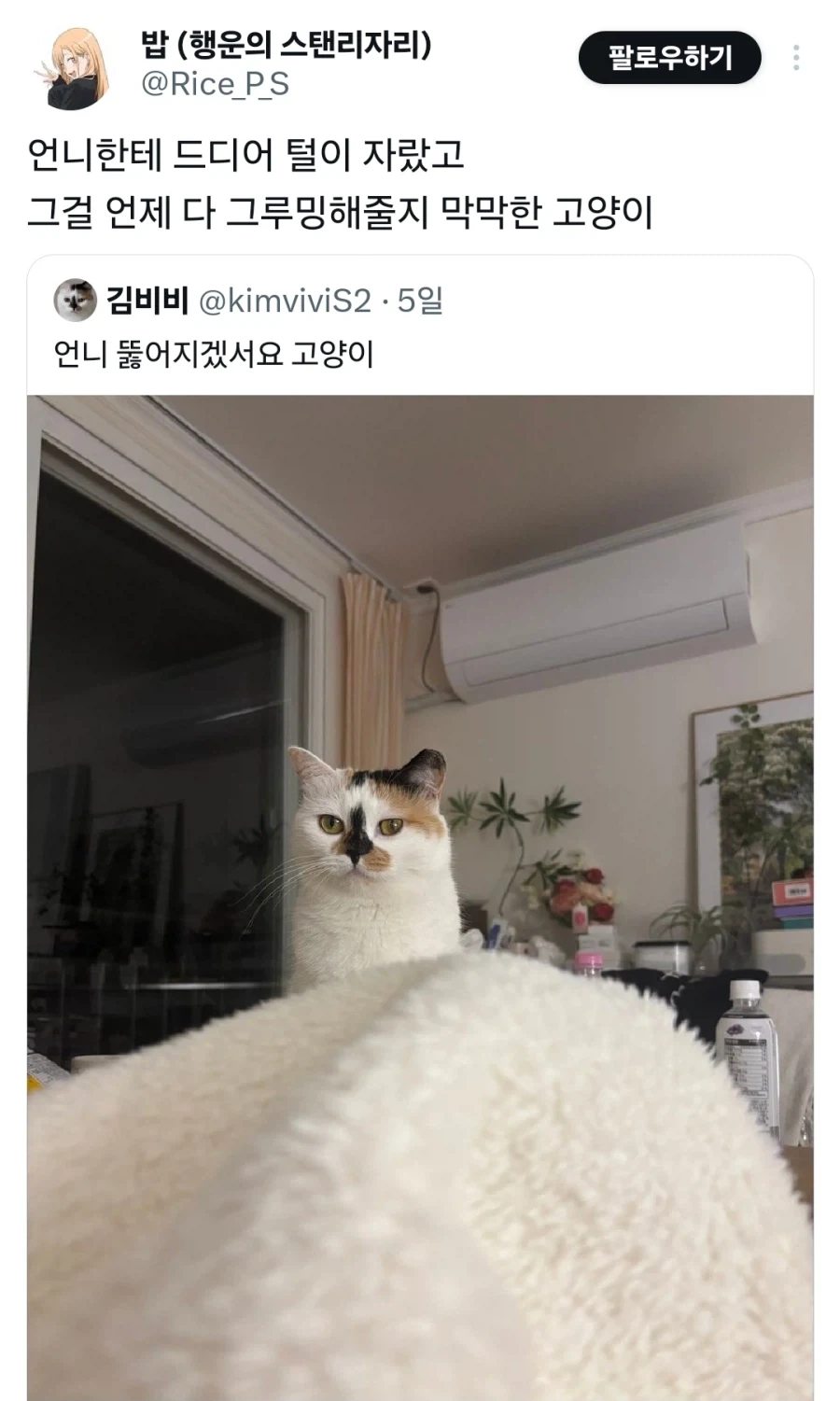 과도한 업무량에 얼굴로 욕하는 고양이_1.webp