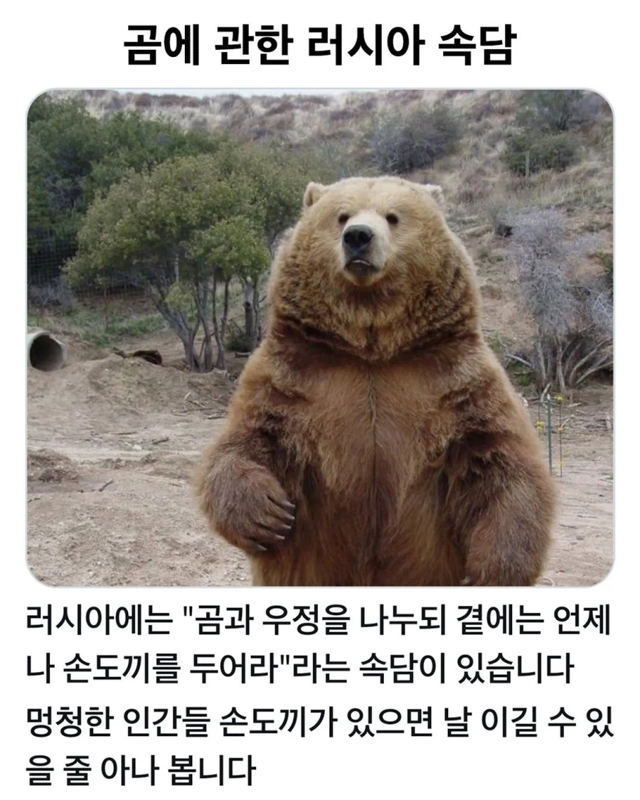 곰에 대한 러시아 속담_1.webp