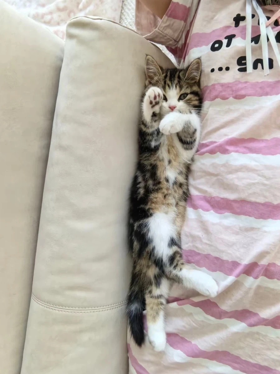 귀요미 냐옹이..._3.webp