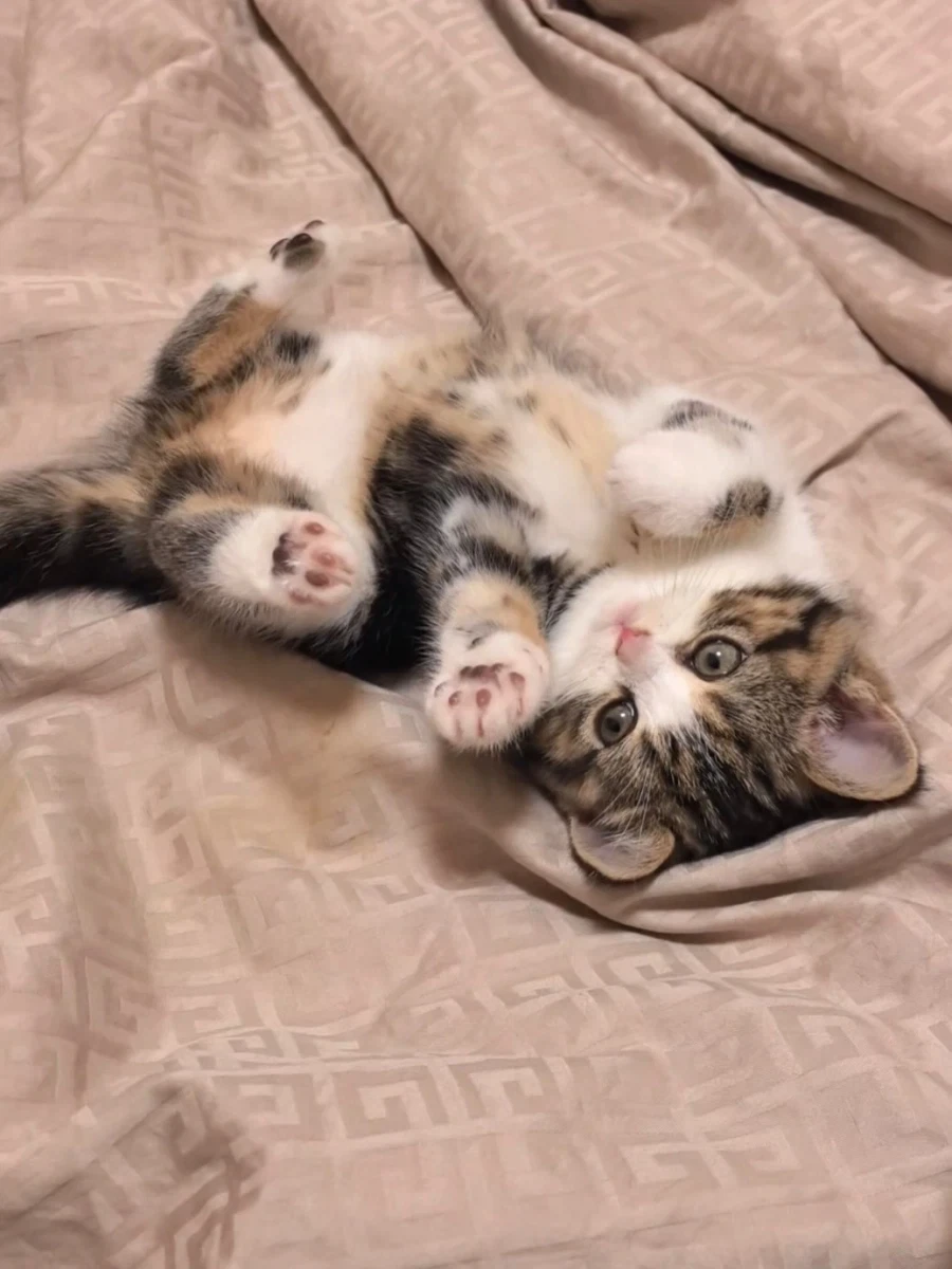 귀요미 냐옹이..._4.webp