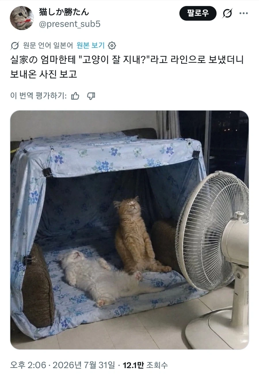 우린 고양이로소이다_1.webp