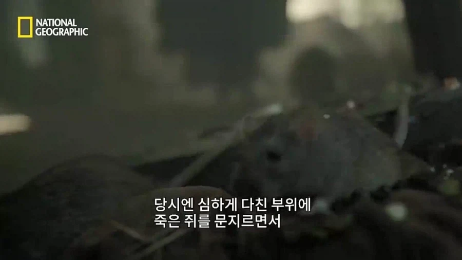 의외로 일개 예언자가 아니었던 노스트라다무스.jpg_4.webp