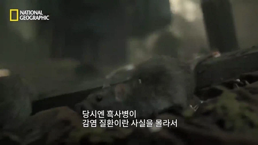 의외로 일개 예언자가 아니었던 노스트라다무스.jpg_11.webp