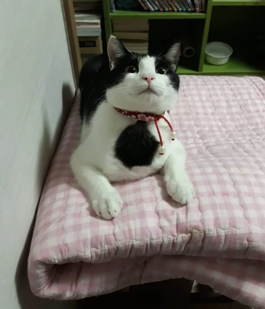 우리집 고양이는 무늬가 너무 이상함_5.webp