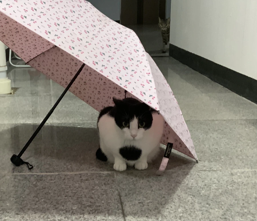 우리집 고양이는 무늬가 너무 이상함_14.webp