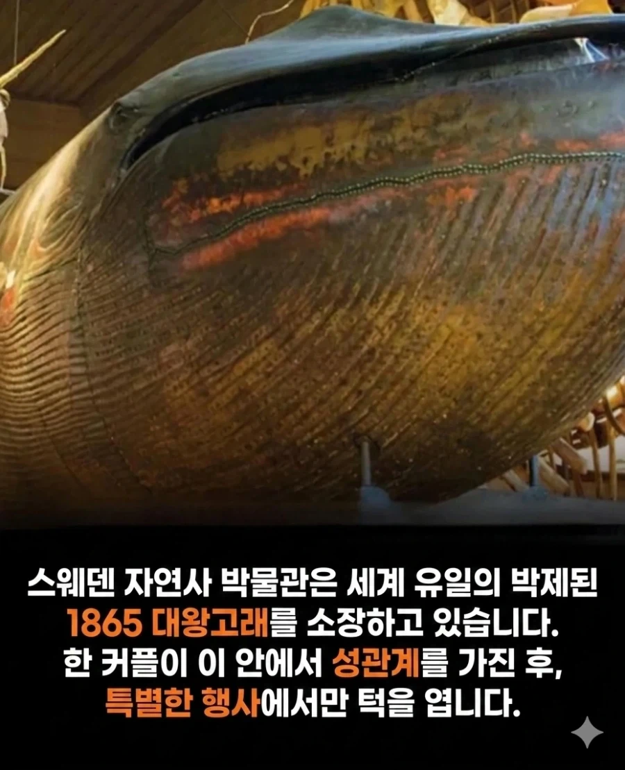 세상에 고래 입안에서 SㅁX하는 미친 놈들도 있구나_1.webp