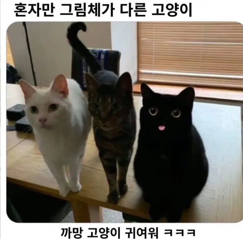 혼자만 그림체가 다른 고양이_1.webp