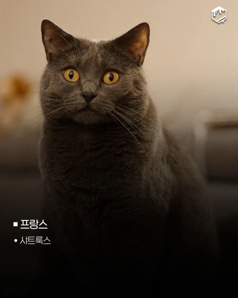 국가별 대표 고양이_1.webp
