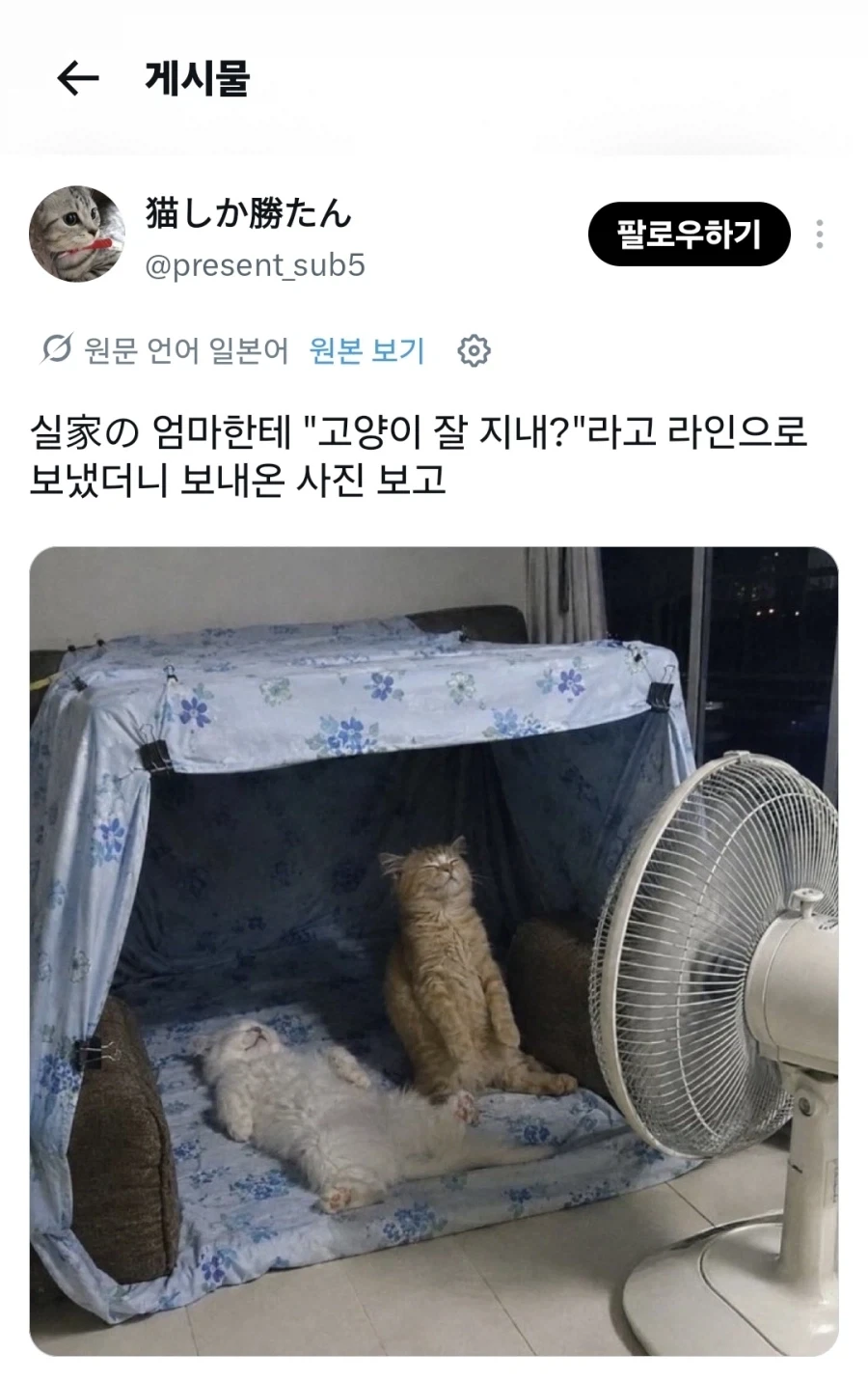 무더위에 고양이 걱정되서 엄마한테 물어봤더니_1.webp