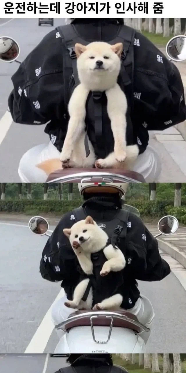 운전하는데 강아지가 인사해 줌._1.webp