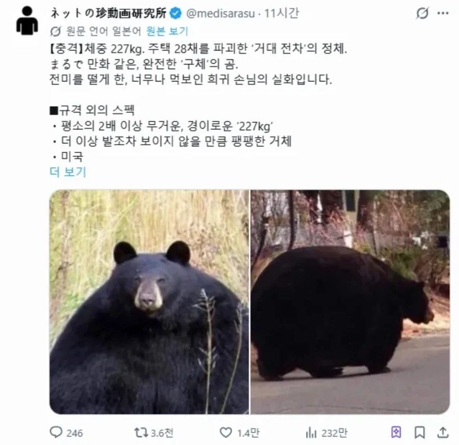 이게 곰이야 공이야_1.webp